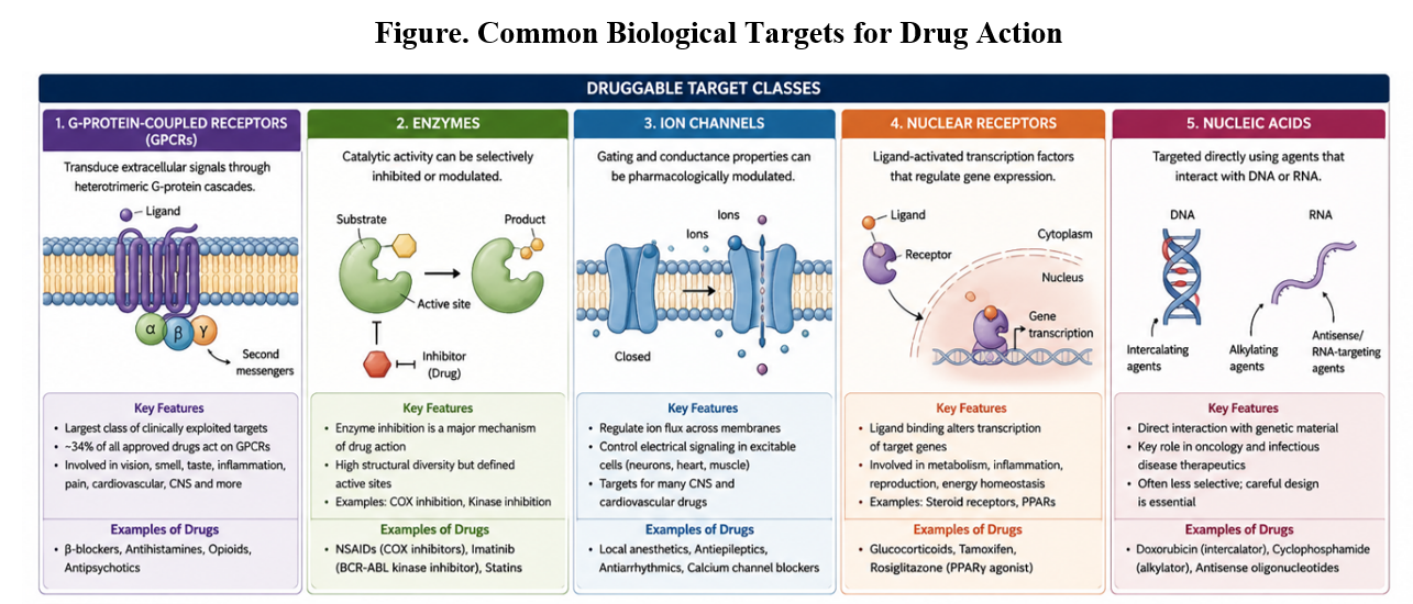 Druggable target classes: G-protein-coupled receptors, enzymes, ion channels, nuclear receptors, and nucleic acids, with key features and example drugs for each